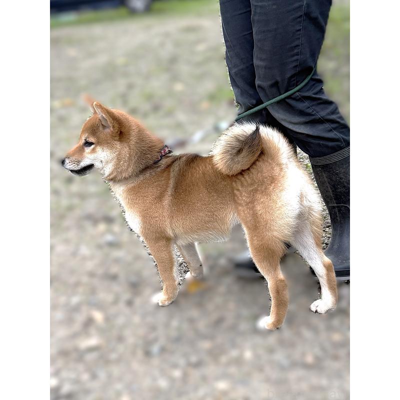 成約済の宮城県の柴犬-404336の6枚目